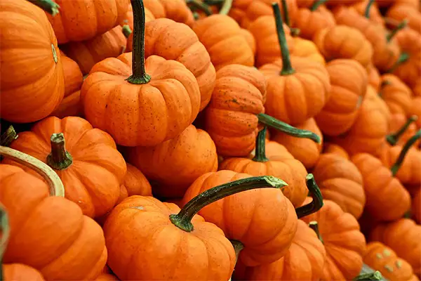 spooky season pumpkins